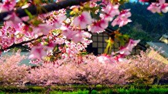Праздник цветения Сакуры