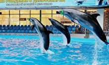 Праздник в дельфинарии «Немо»