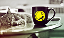 Уютный праздник в Purr Cat Cafe
