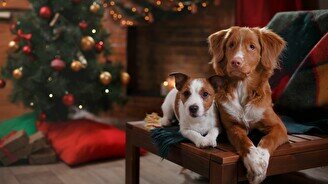 Праздник «Год Собаки – год Любви и Дружбы!»
