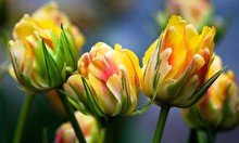 Легенда о тюльпане