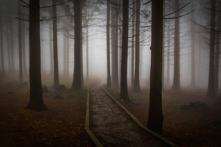 tree-nature-forest-winter-light-fog-985727-pxhere-com