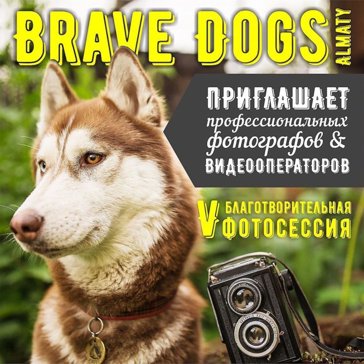 V Юбилейная Благотворительная Фотосессия с Brave Dogs Almaty