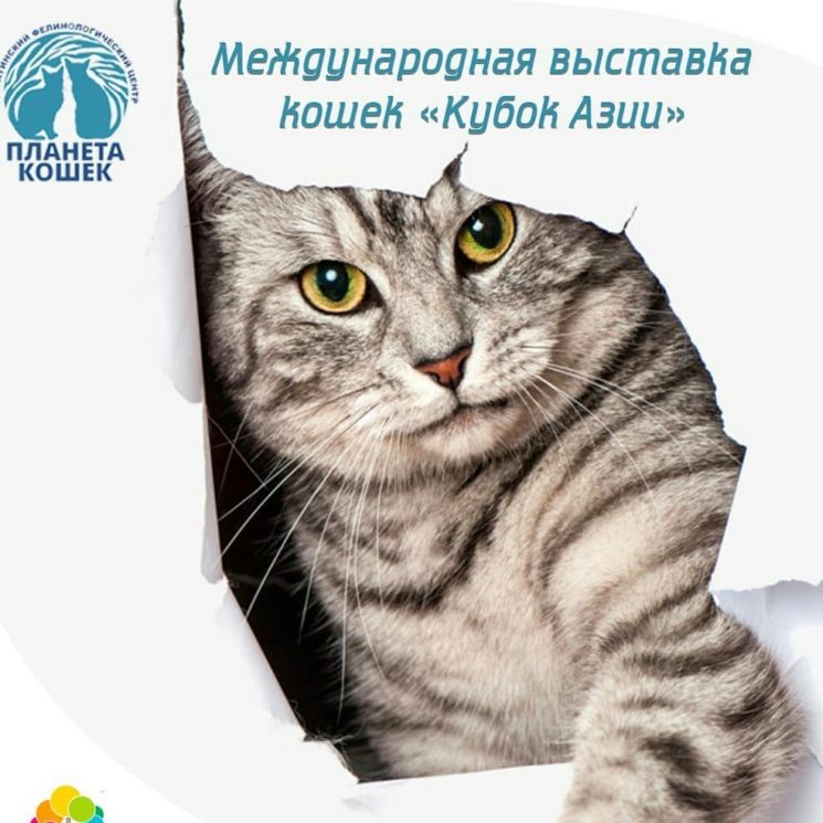 Международная выставка кошек «Кубок Азии»