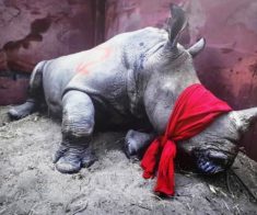 Фотовыставка World Press Photo -2018