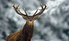 Фотовыставка Одона Блауманна «Путь оленей»