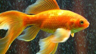 Онлайн-трансляция спектакля "Сказка о Золотой рыбке"