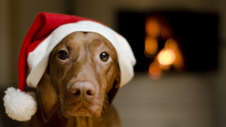 рождественский пёс