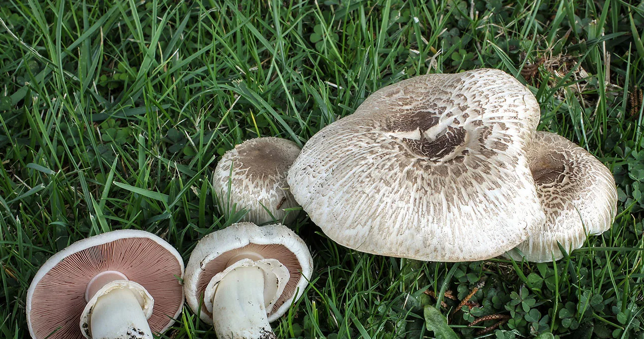 Съедобные грибы Казахстана