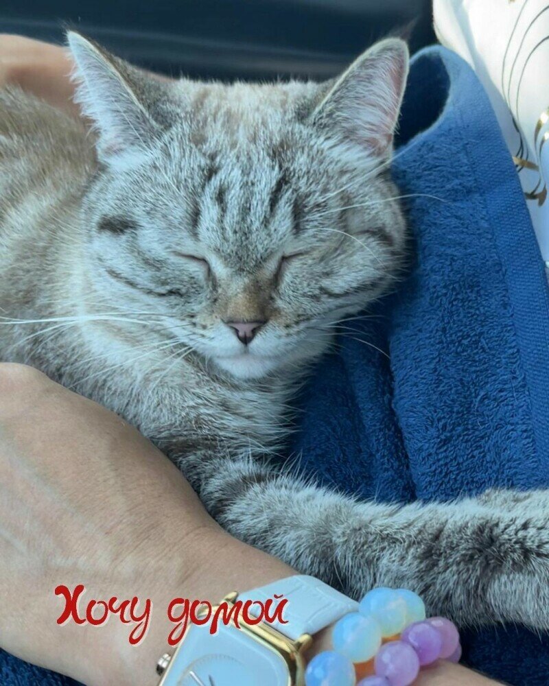 приют для кошек в астане адрес и телефон