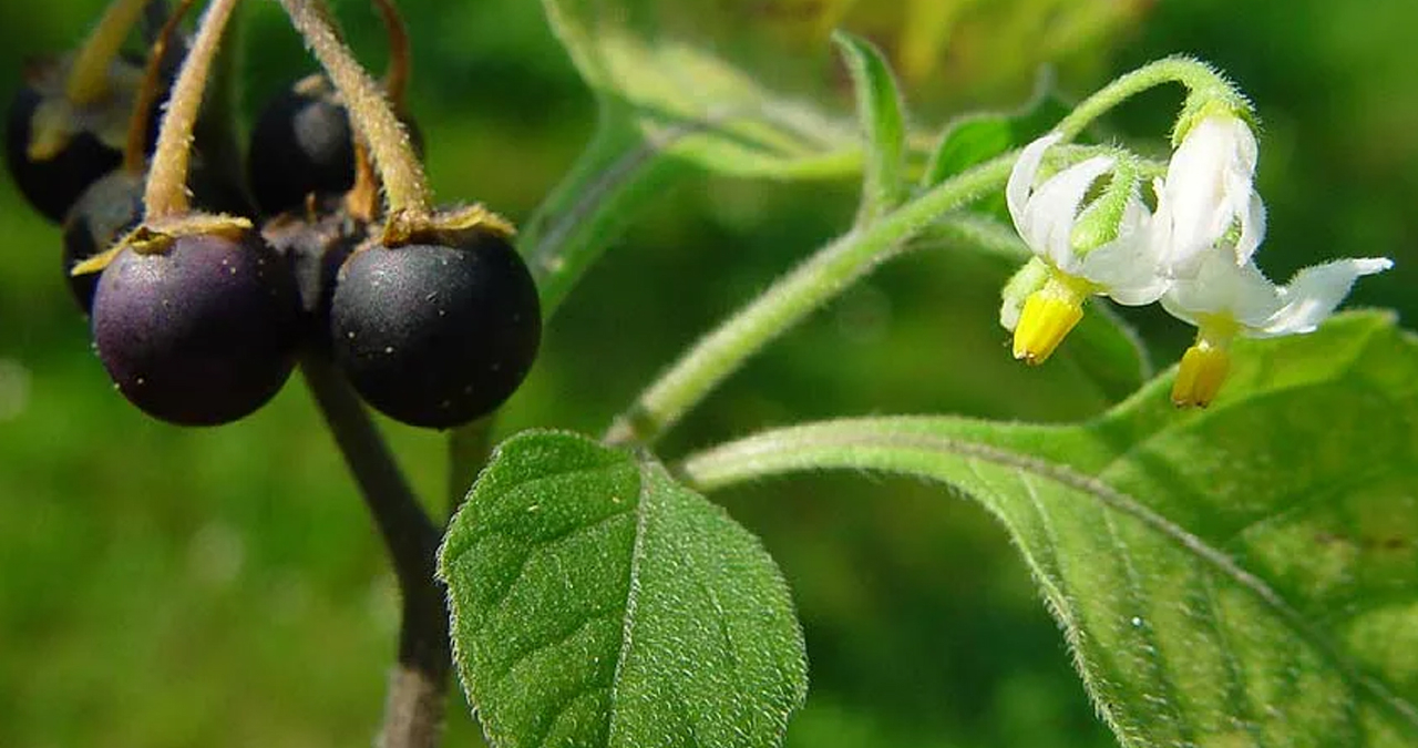 Бзника ягода. Паслён чёрный. Паслен черный (Solanum nigrum). Паслен белый. Паслён ягода съедобная.