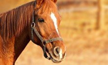 Открытие конного клуба на Алматинском ипподроме