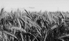 Лекция «Три поколения постмодернизма в русской литературе»
