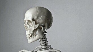 Онлайн-урок по биологии «Скелет человека»