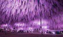 Онлайн-экскурсия «Цветущая Япония. Глицинии в парке Асикага»