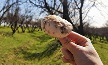 «Тихая охота»: где и какие грибы растут в Туркестанской области