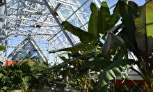 Ярмарка комнатных растений в ботаническом саду