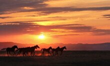 Опера в двух актах «Алпамыс»