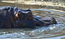 Спасатели Шымкента оказали помощь бегемоту из городского зоопарка