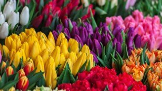 Грандиозная ярмарка цветов приуроченная к «Международному Женскому Дню»