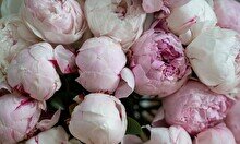 5 лучших цветочных магазинов Шымкента