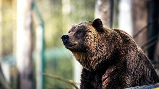 Неделя бурого медведя в визит-центре «Аюсай»