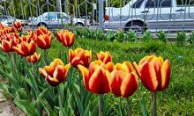 Желтый, красный, оранжевый: какими красками цветет столица тюльпанов в Казахстане?