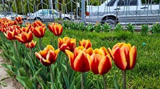 Желтый, красный, оранжевый: какими красками цветет столица тюльпанов в Казахстане?