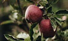 Сбор яблочного урожая в садах Алма Иссык