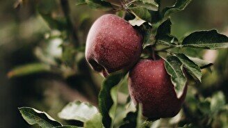 Сбор яблочного урожая в садах Алма Иссык