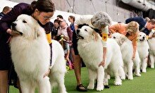 Выставка собак 2022 пройдет в Шымкенте