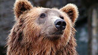 «День бурого медведя» в визит-центре «Аюсай»