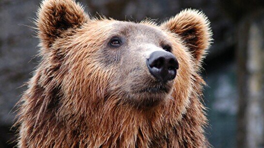 «День бурого медведя» в визит-центре «Аюсай»