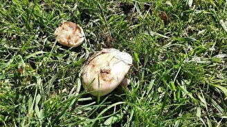 «Тихая охота»: где и какие грибы растут в Туркестанской области