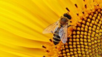 Интерактивное шоу «Веселое путешествие с пчелкой Майей»