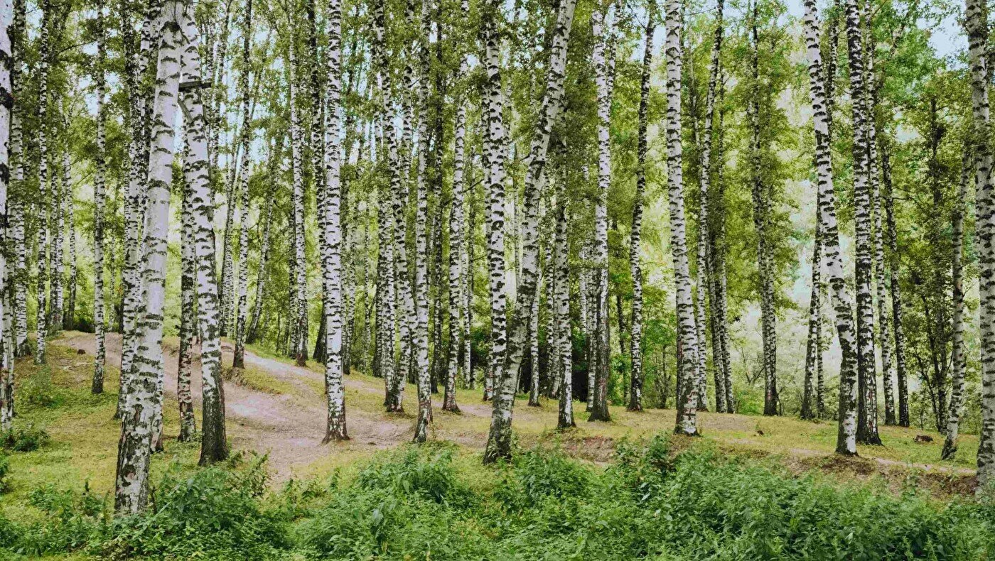 Березовая роща - Загородный отдых - фото, цены, адреса, ☎ телефоны | Давай  Сходим!