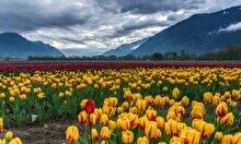 Лекция «Казахстан – родина тюльпанов»