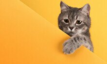 Pet Fest