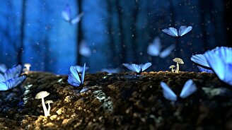 Спектакль «Мир красивых бабочек»