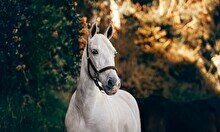 Лекция «Экологичное общение с лошадью - путь к гармонии с миром и с собой»