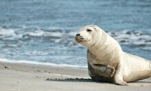 Лекция «Надо исследовать, чтобы сохранить: жизнь каспийского тюленя»