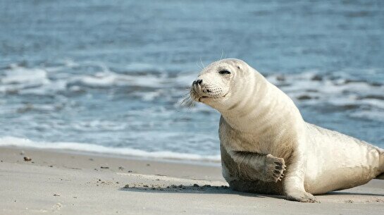 Лекция «Надо исследовать, чтобы сохранить: жизнь каспийского тюленя»