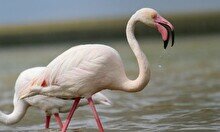 Тур в Коргалжын «В поисках фламинго»