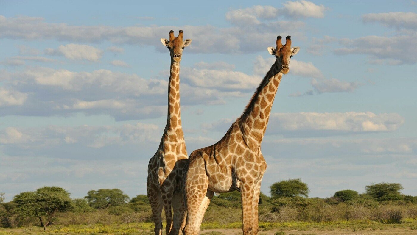 Түрмедегі гейлердің сексін қараңыз Чехиядағы порно кеші