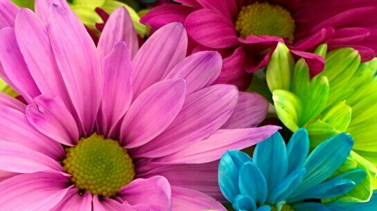 Курс флористики «Базовый курс 1.0»