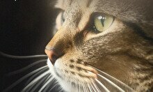 Благотворительная акция: Набей тату и поддержи приют