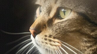 Благотворительная акция: Набей тату и поддержи приют