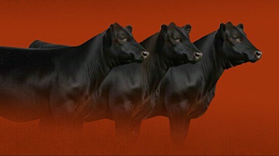 Dala.Camp Forum 2026