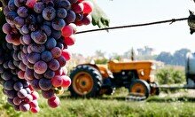 Винная дегустация «Руки мастера: Итальянские жемчужины Angelini Estates»