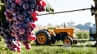 Винная дегустация «Руки мастера: Итальянские жемчужины Angelini Estates»